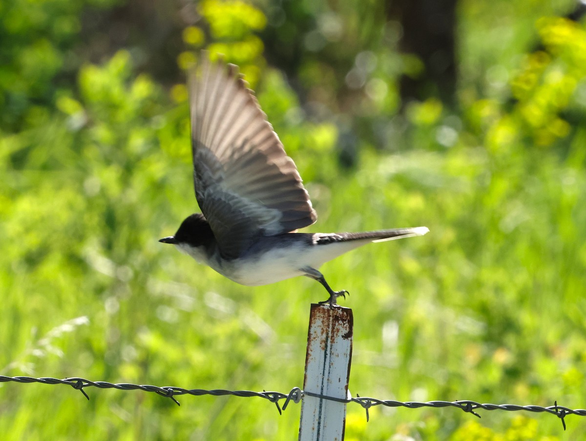 Eastern Kingbird - ML619688240