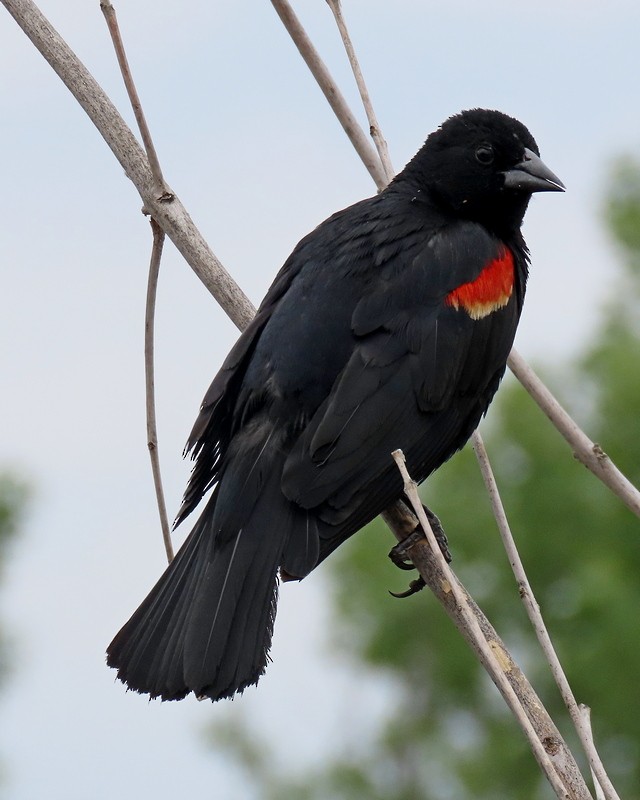 Red-winged Blackbird - ML619688248