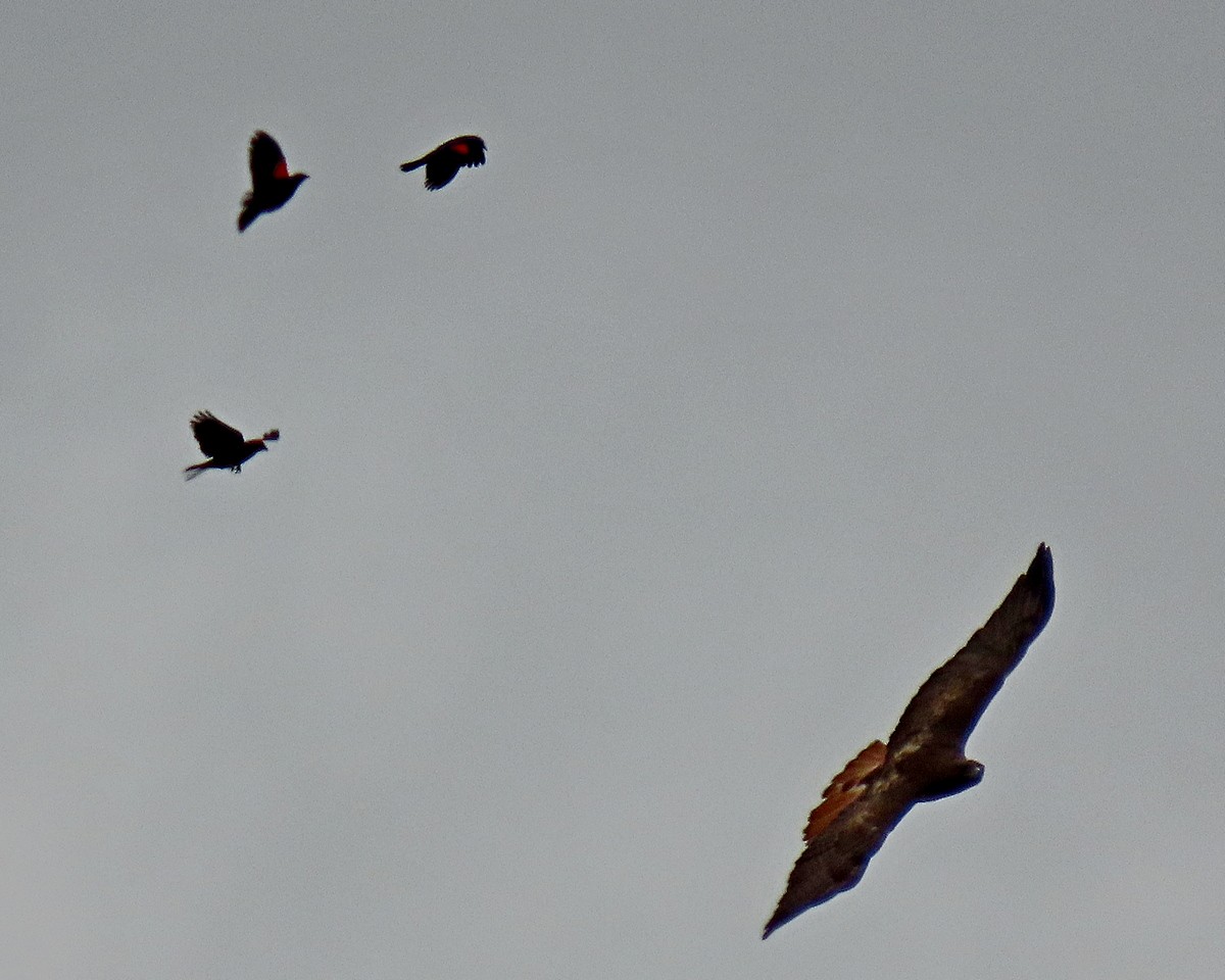 Red-winged Blackbird - ML619688278