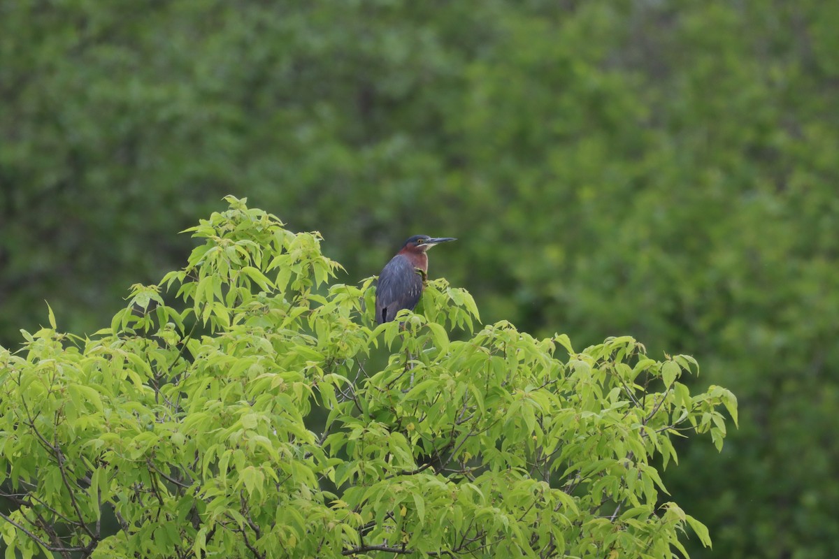 Green Heron - Ed Hogg