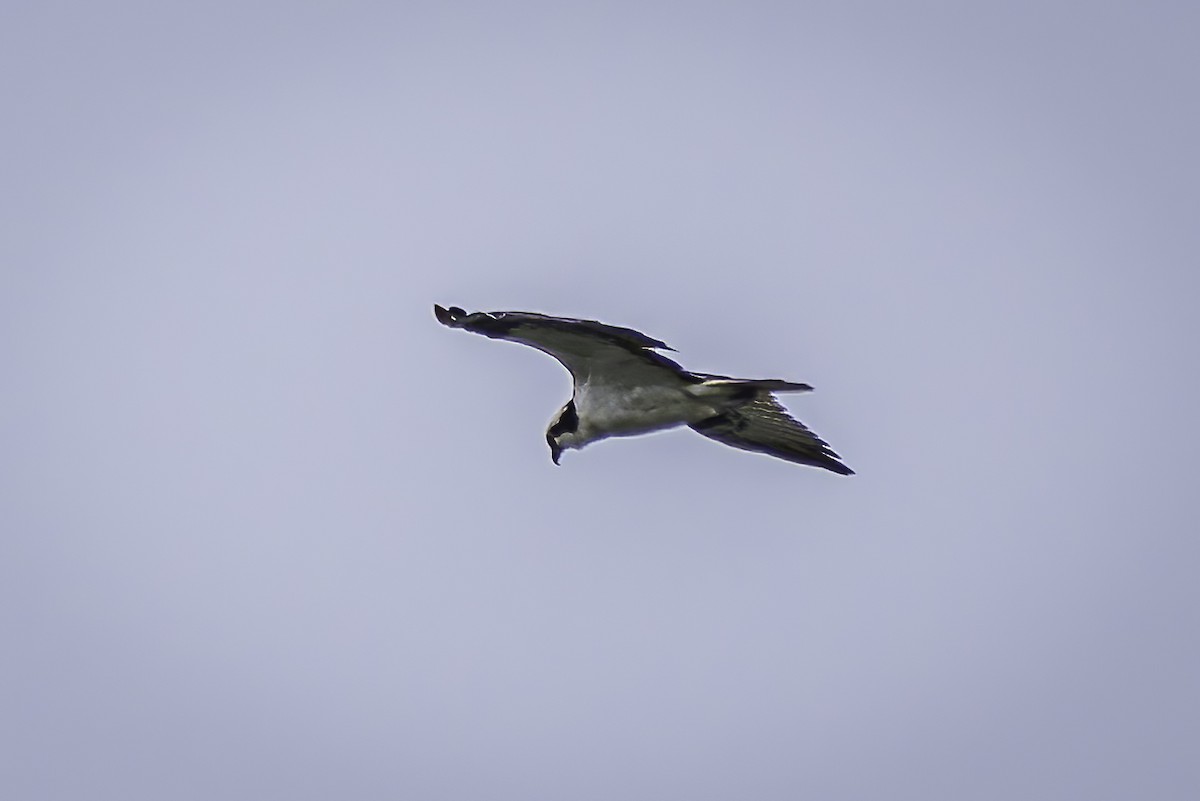 Balbuzard pêcheur - ML619688334