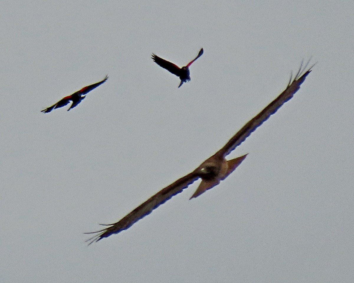 Red-winged Blackbird - ML619688347