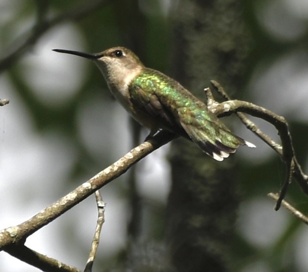 Colibri à gorge rubis - ML619688360