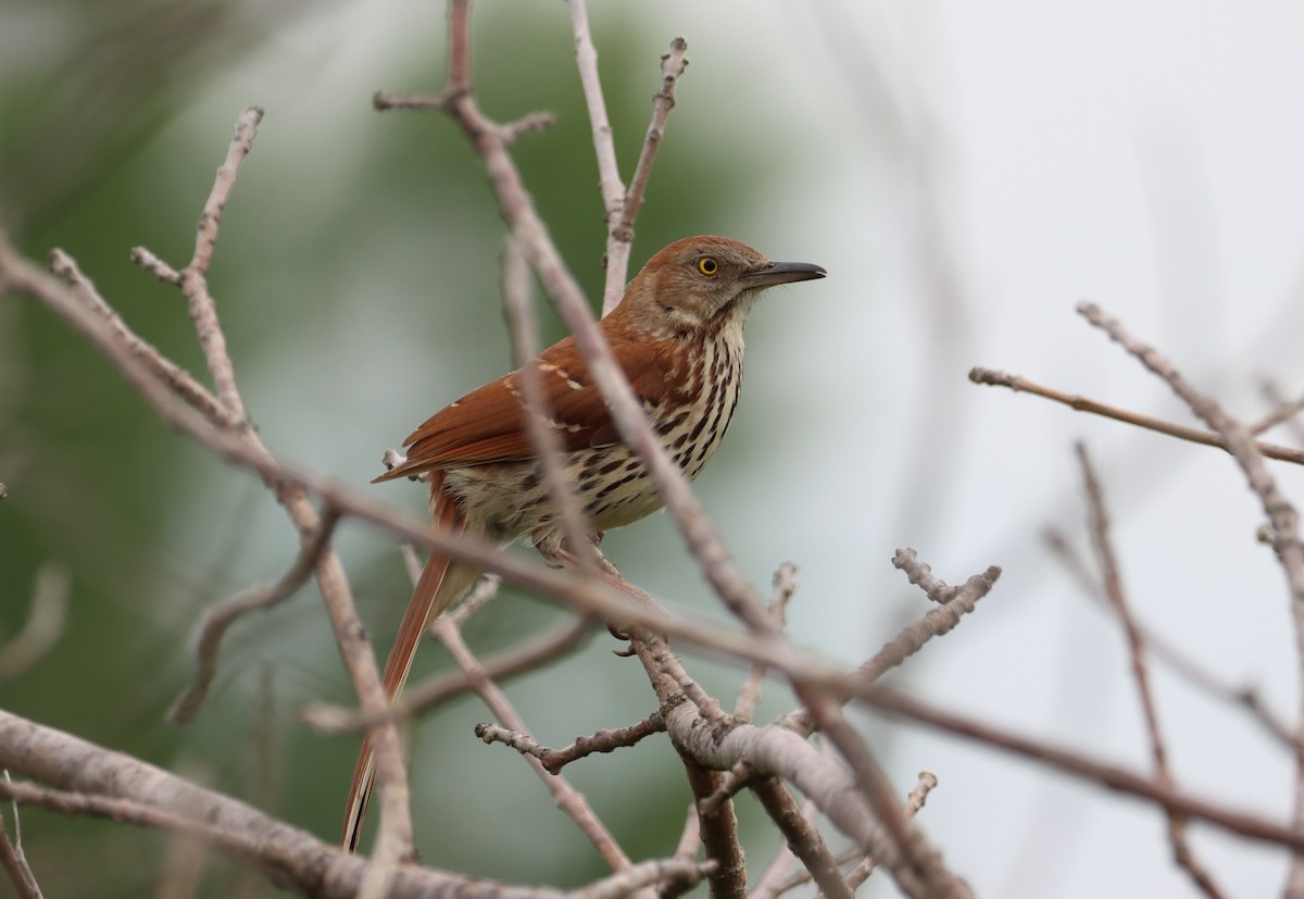 Brown Thrasher - ML619688361