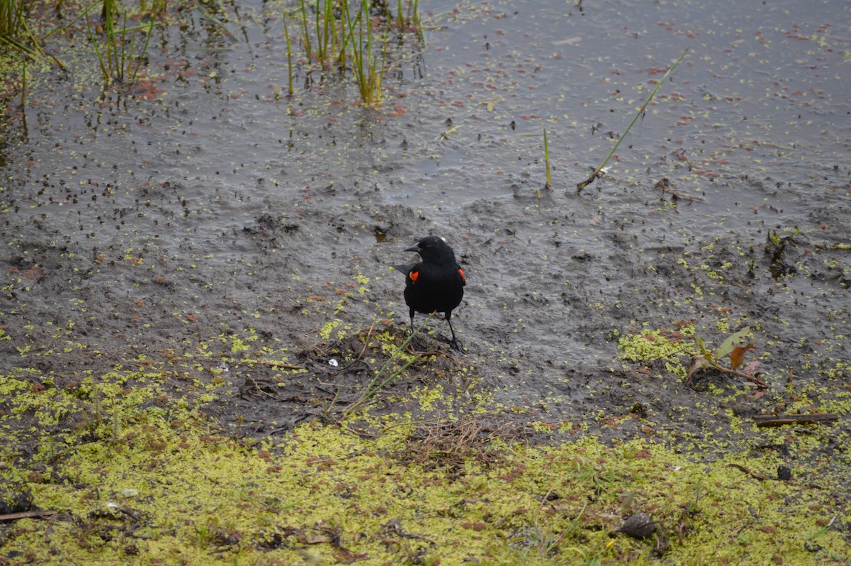 Red-winged Blackbird - ML619688366