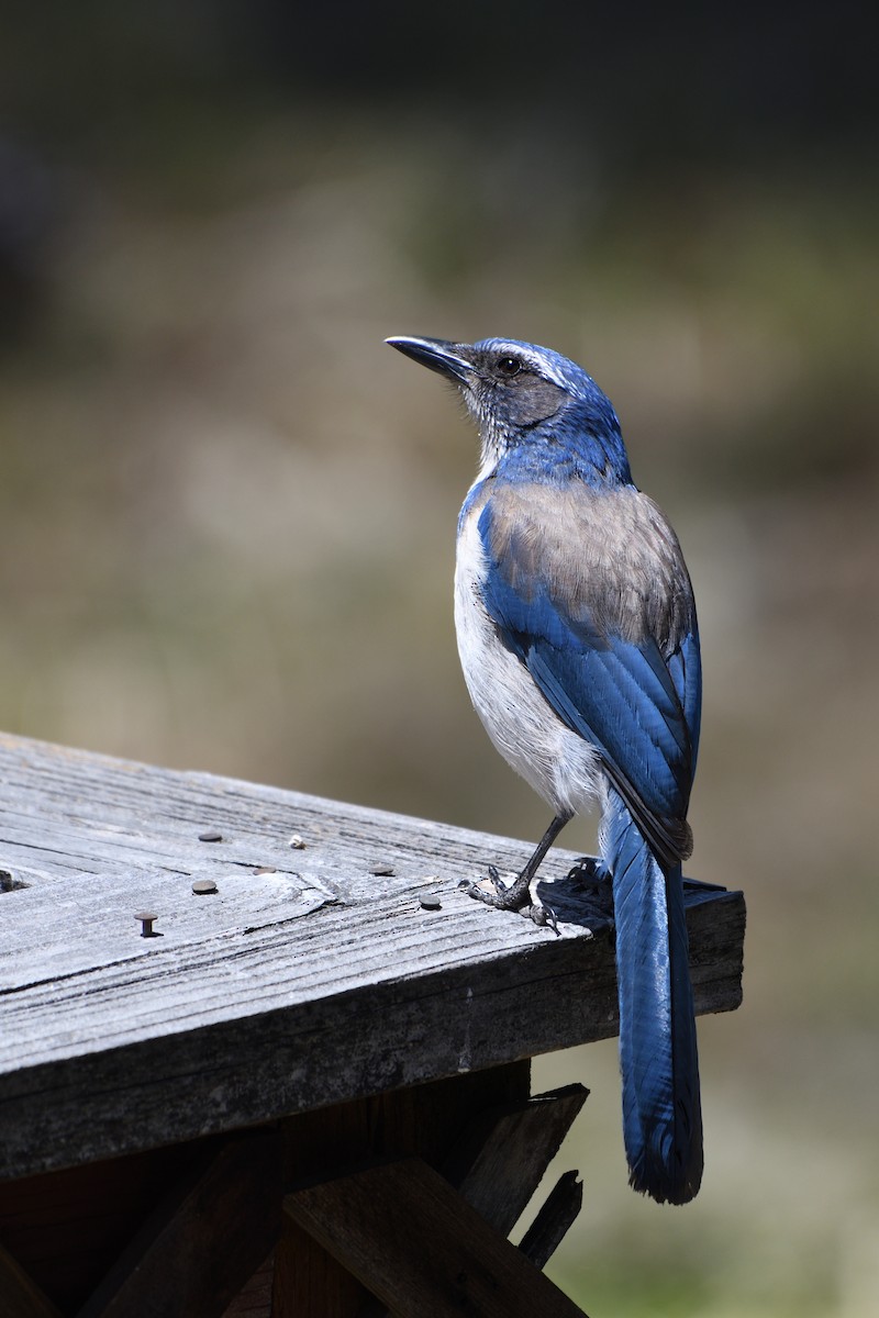California Scrub-Jay - ML619688385