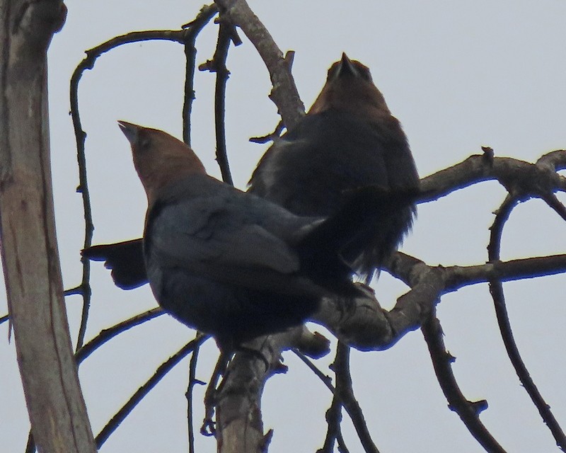 Brown-headed Cowbird - ML619688393