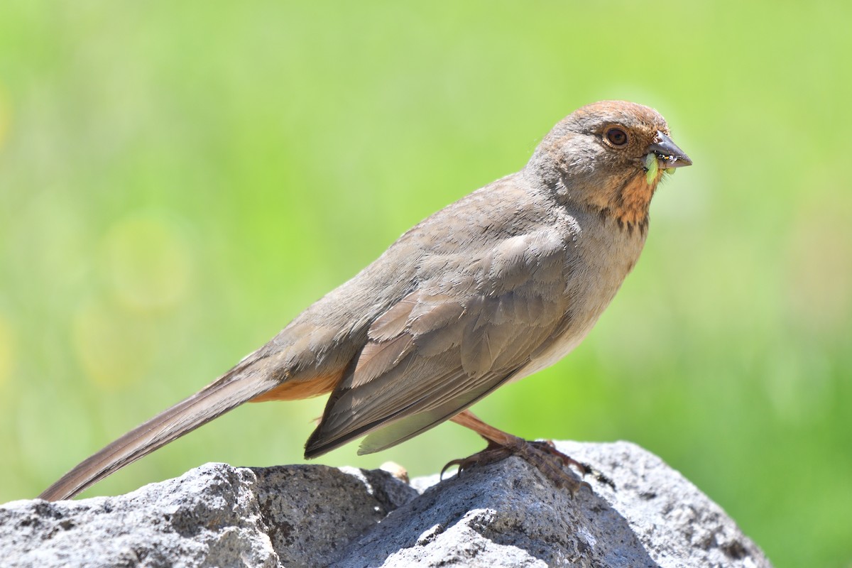 California Towhee - ML619688394