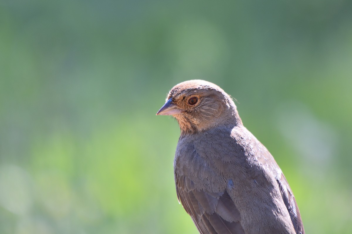 California Towhee - ML619688395