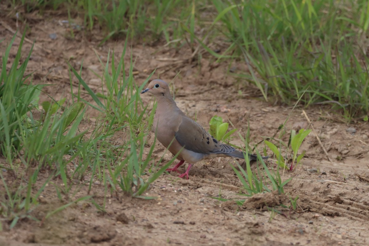 Mourning Dove - ML619688404