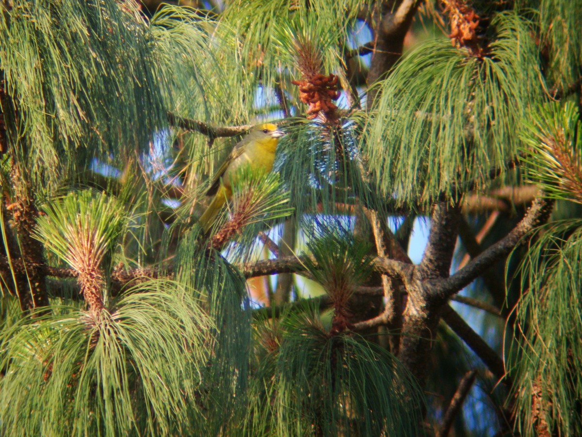 Hepatic Tanager (Northern) - ML619688406