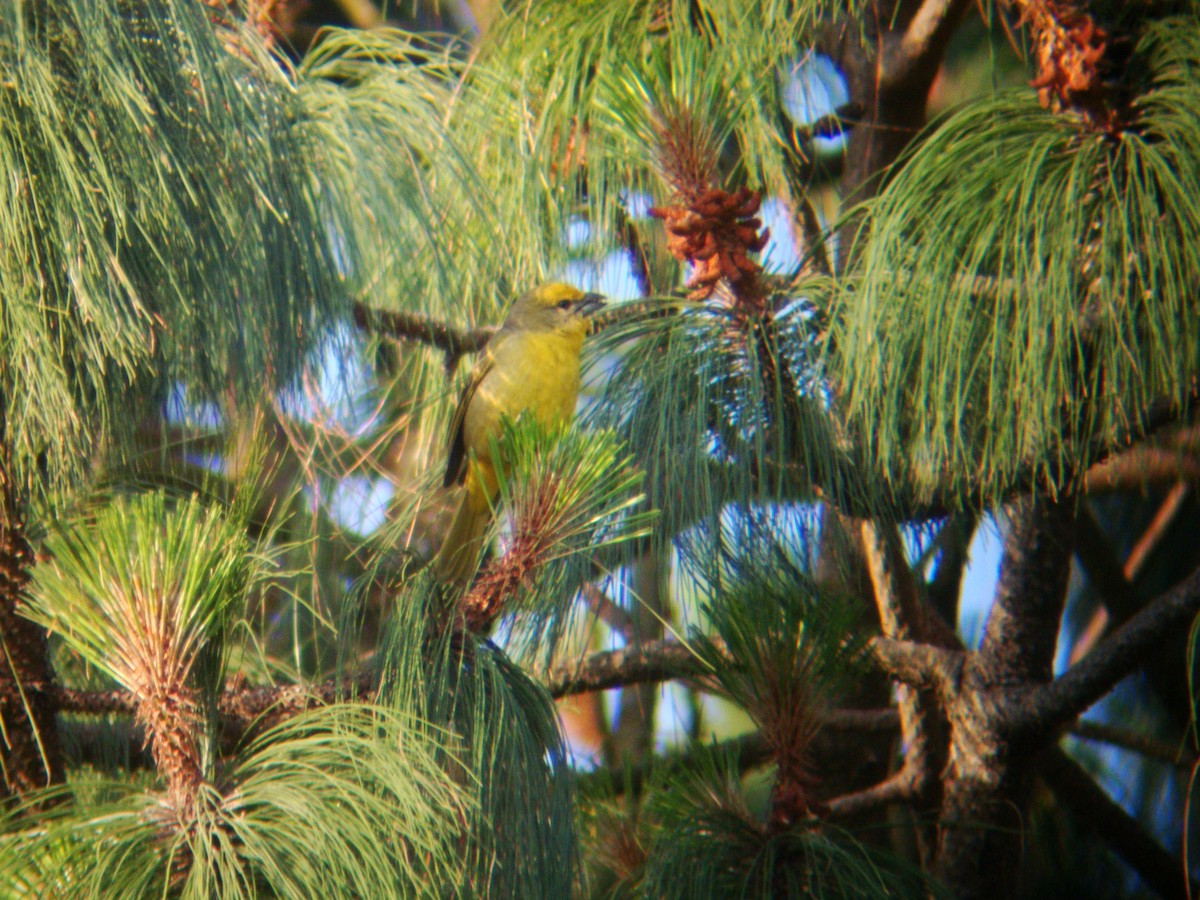 Hepatic Tanager (Northern) - ML619688407