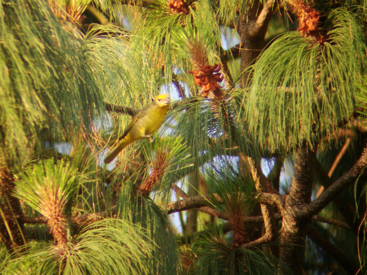 Hepatic Tanager (Northern) - ML619688409