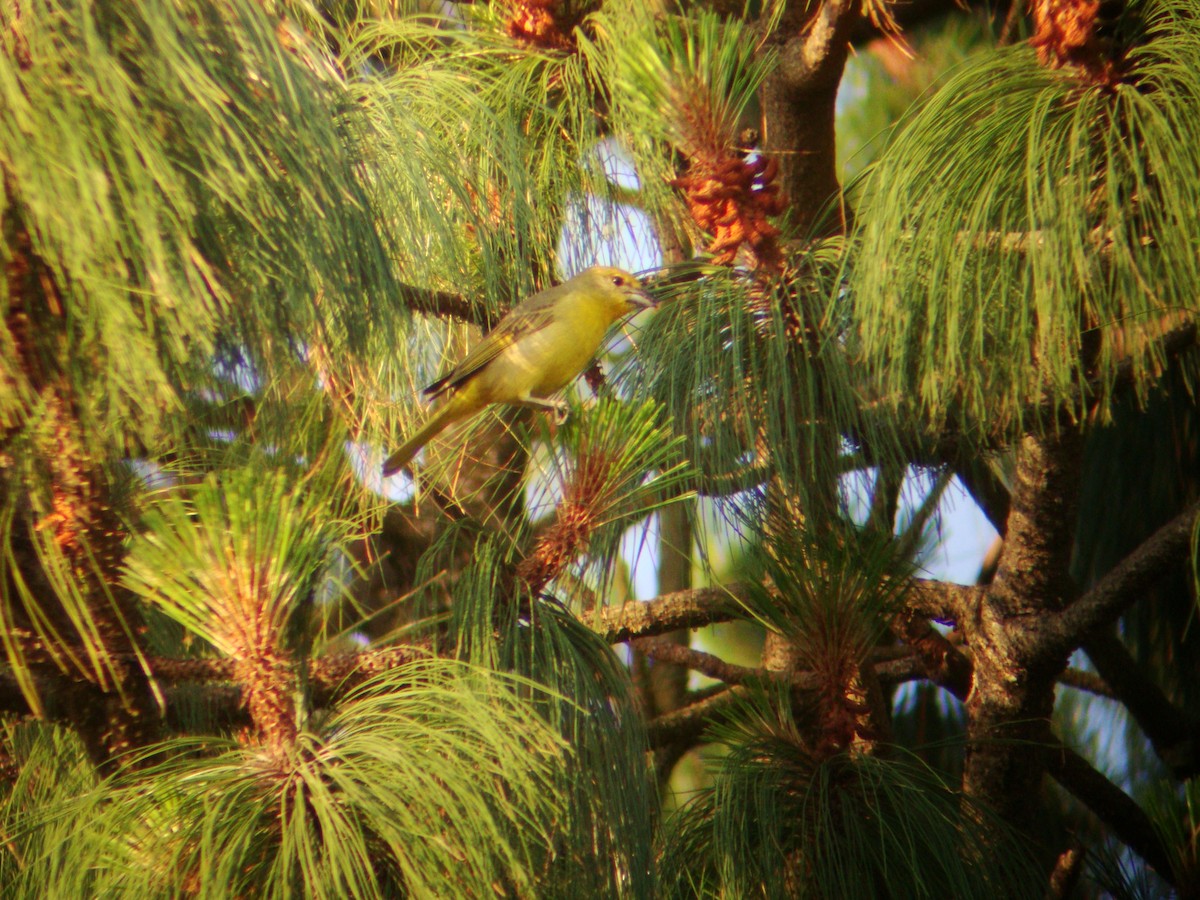 Hepatic Tanager (Northern) - ML619688410