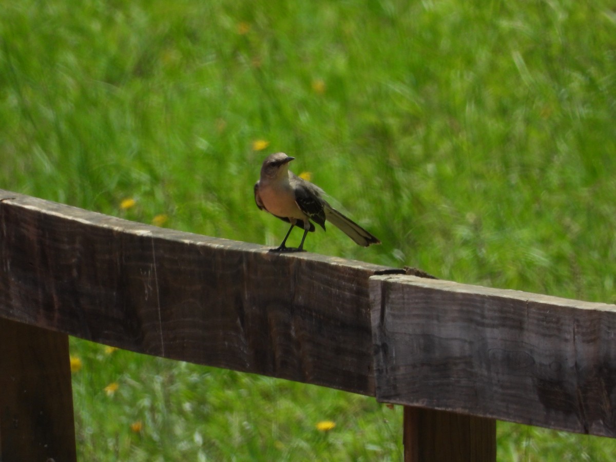 Northern Mockingbird - ML619688411