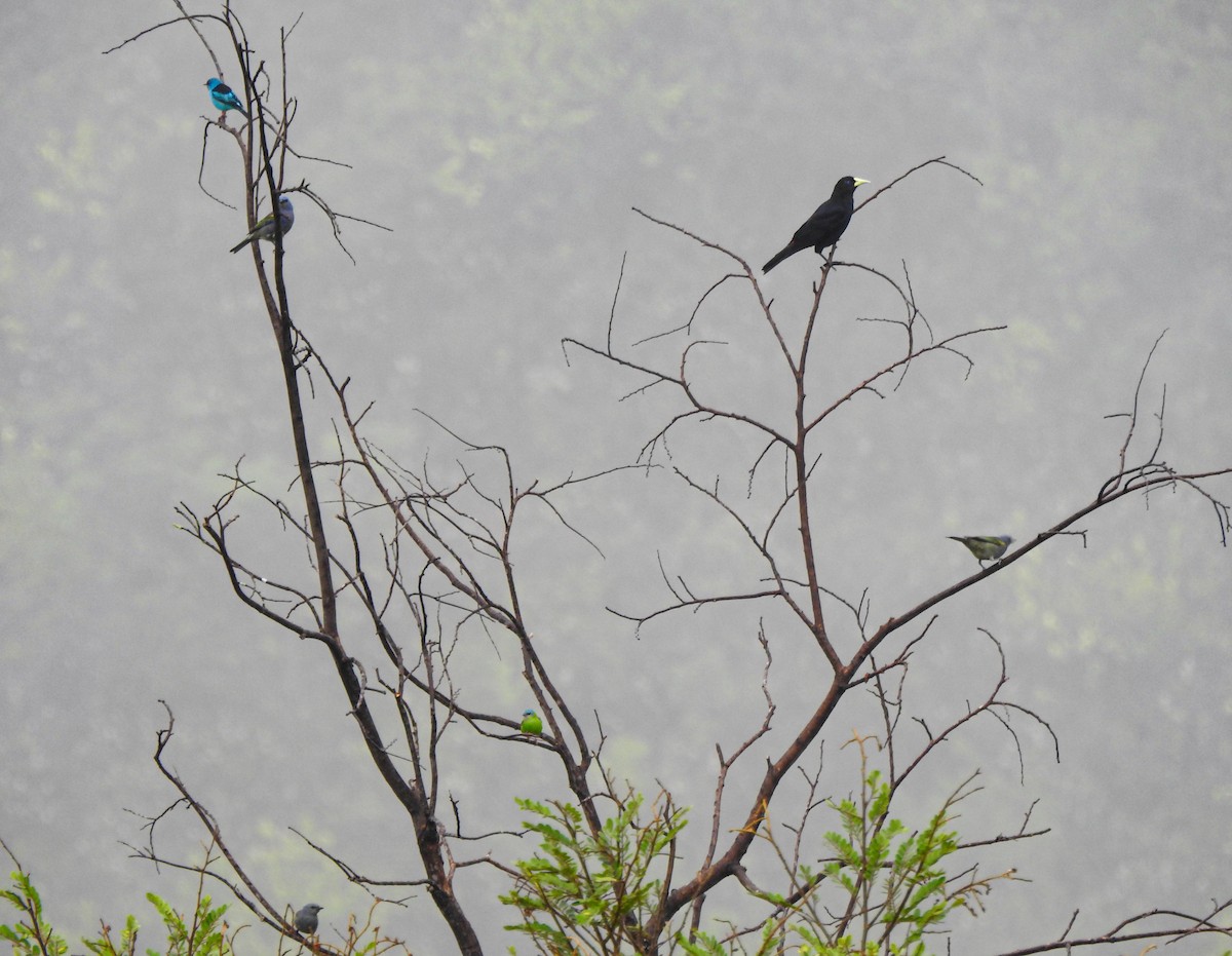 Red-rumped Cacique - ML619688414