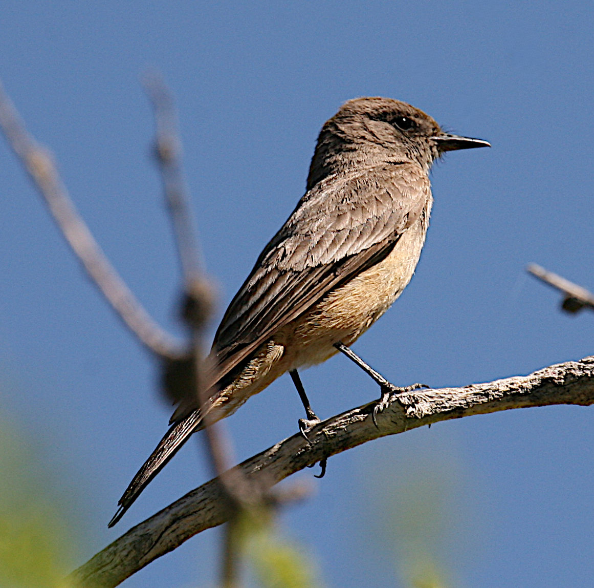 Say's Phoebe - ML619688429