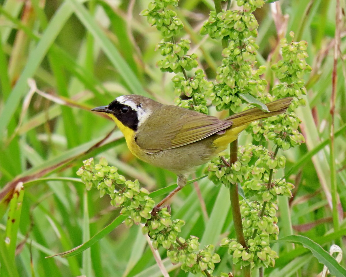 Common Yellowthroat - ML619688431