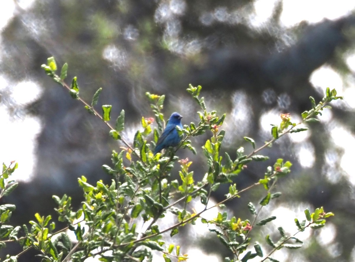 Indigo Bunting - ML619688457