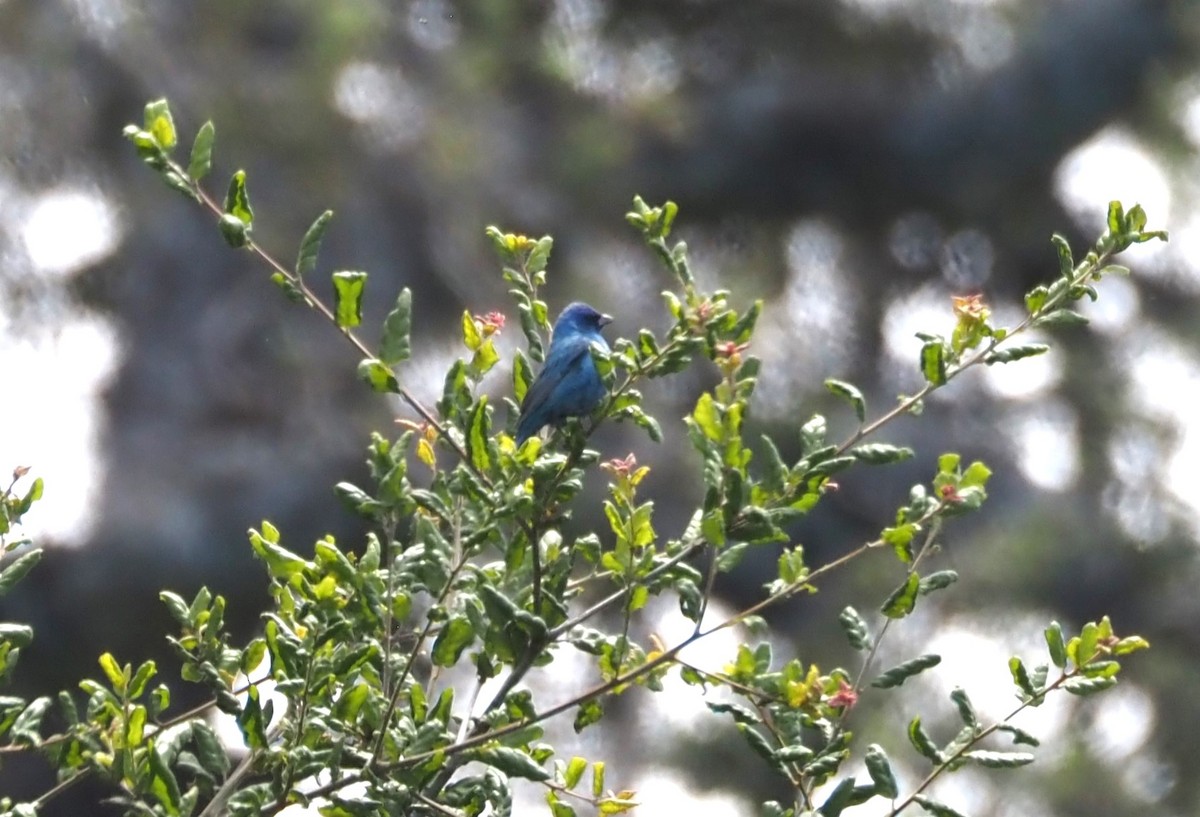 Indigo Bunting - ML619688458