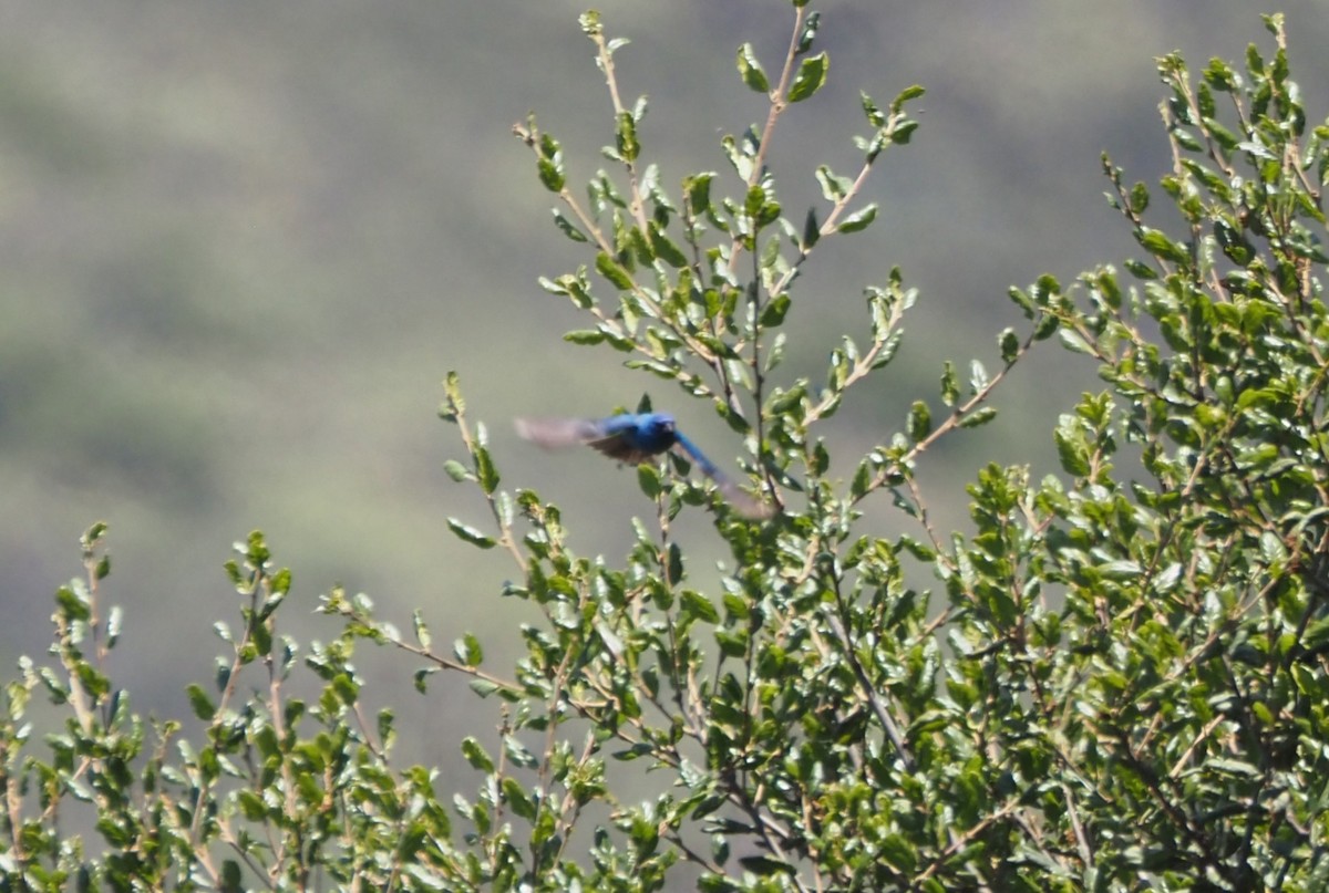 Indigo Bunting - Uma Sachdeva