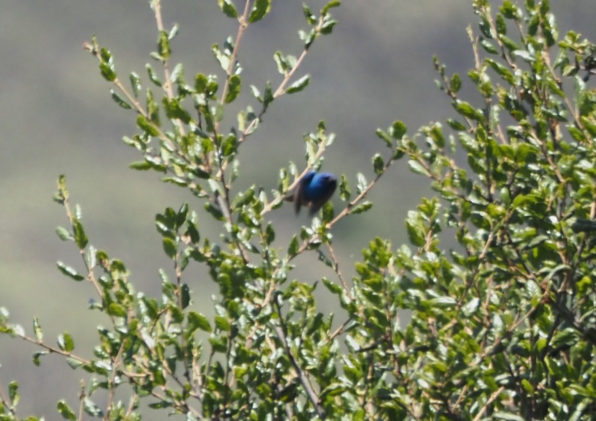 Indigo Bunting - ML619688461