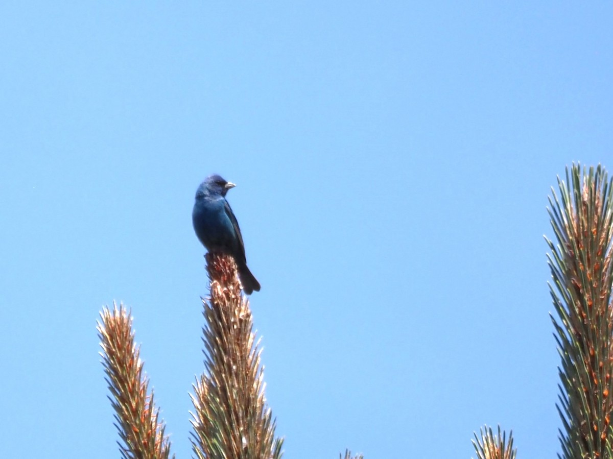 Indigo Bunting - ML619688463