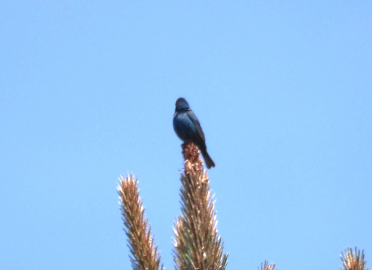 Indigo Bunting - ML619688464