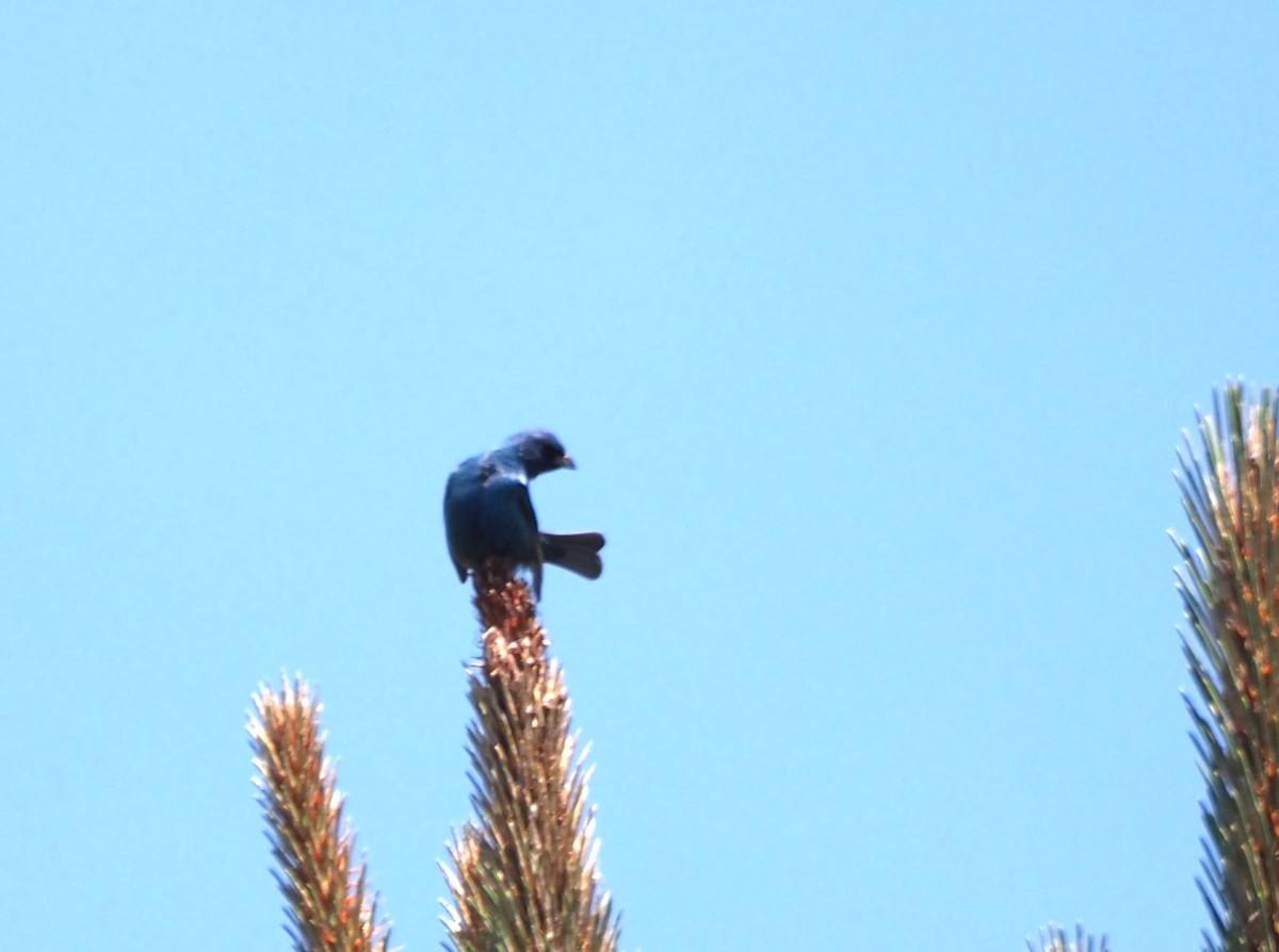 Indigo Bunting - ML619688465