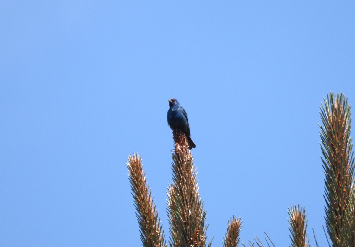 Indigo Bunting - ML619688467