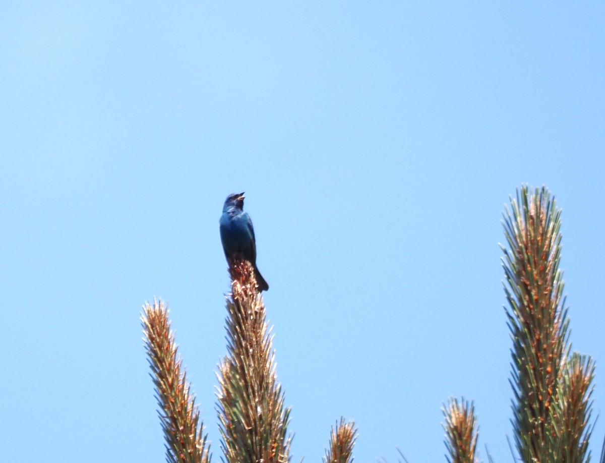 Indigo Bunting - ML619688468