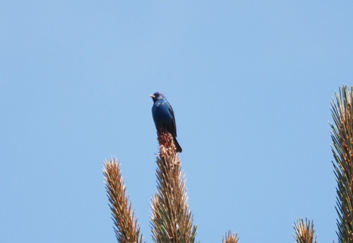 Indigo Bunting - ML619688469