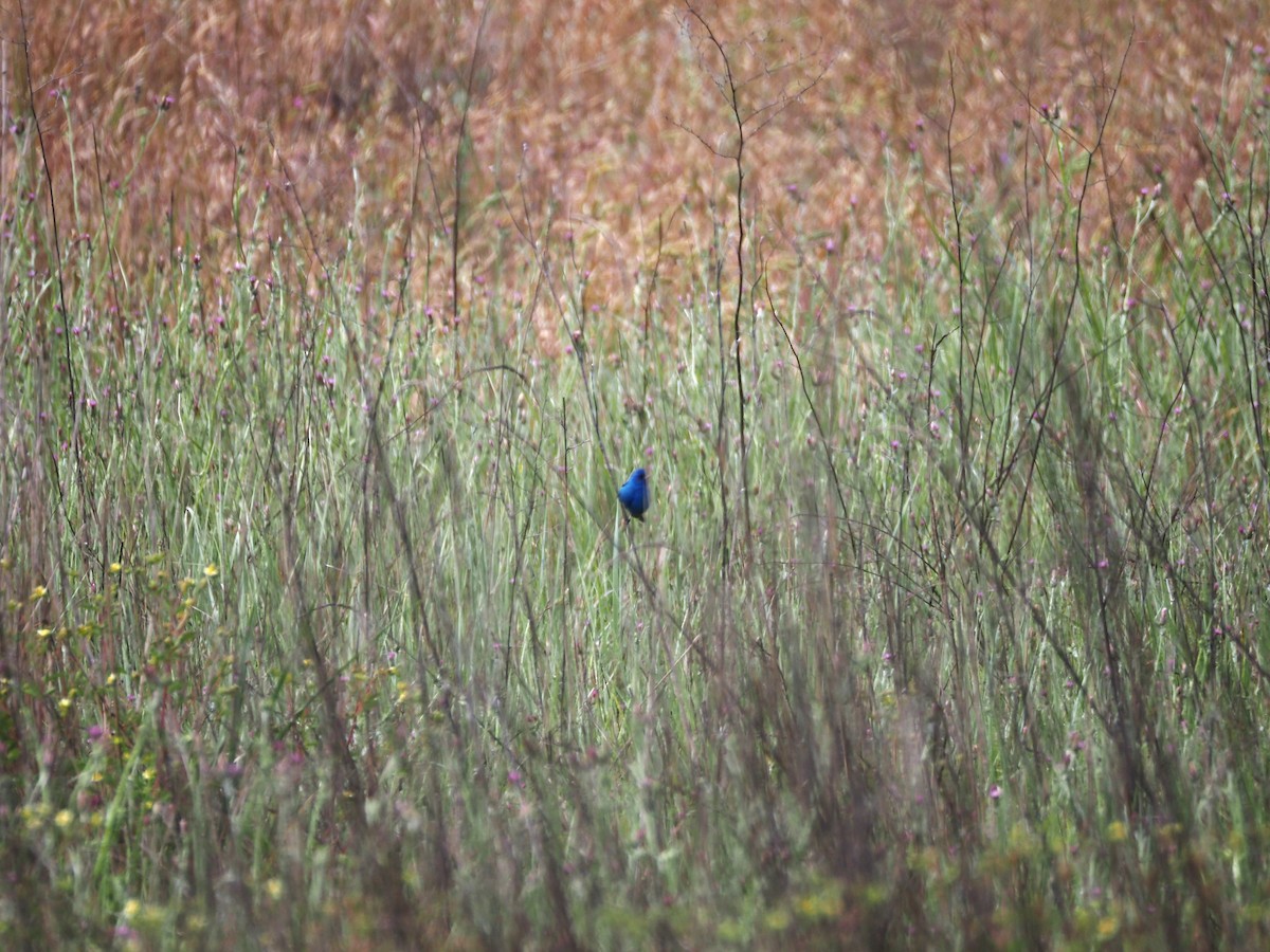 Passerin indigo - ML619688471