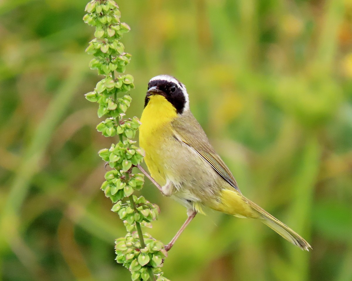 Common Yellowthroat - greg slak