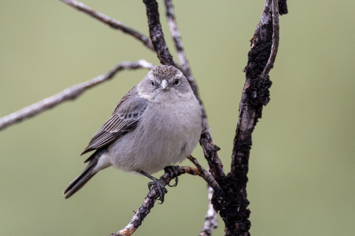 Ash-breasted Sierra Finch - ML619688494