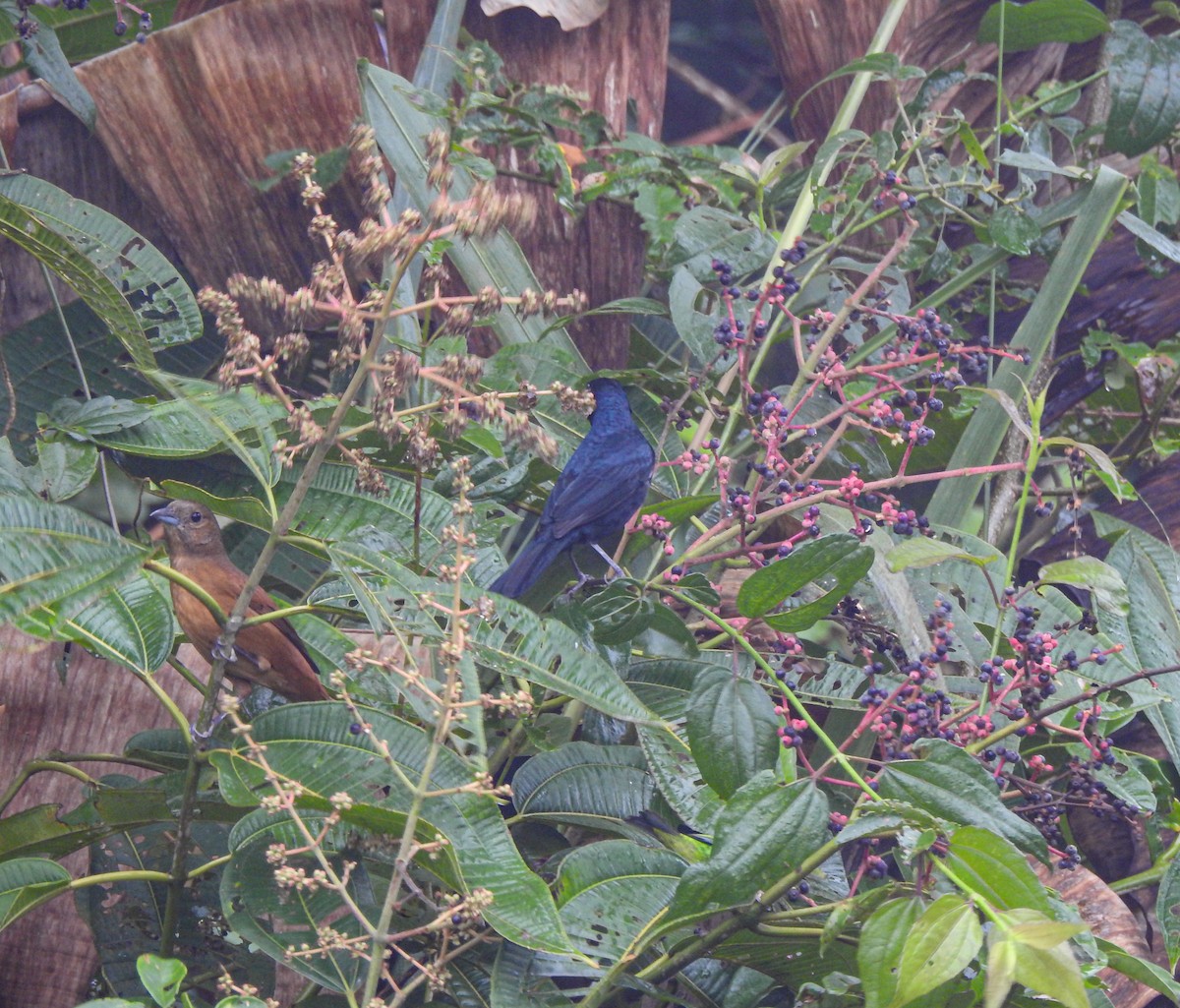 Ruby-crowned Tanager - ML619688502