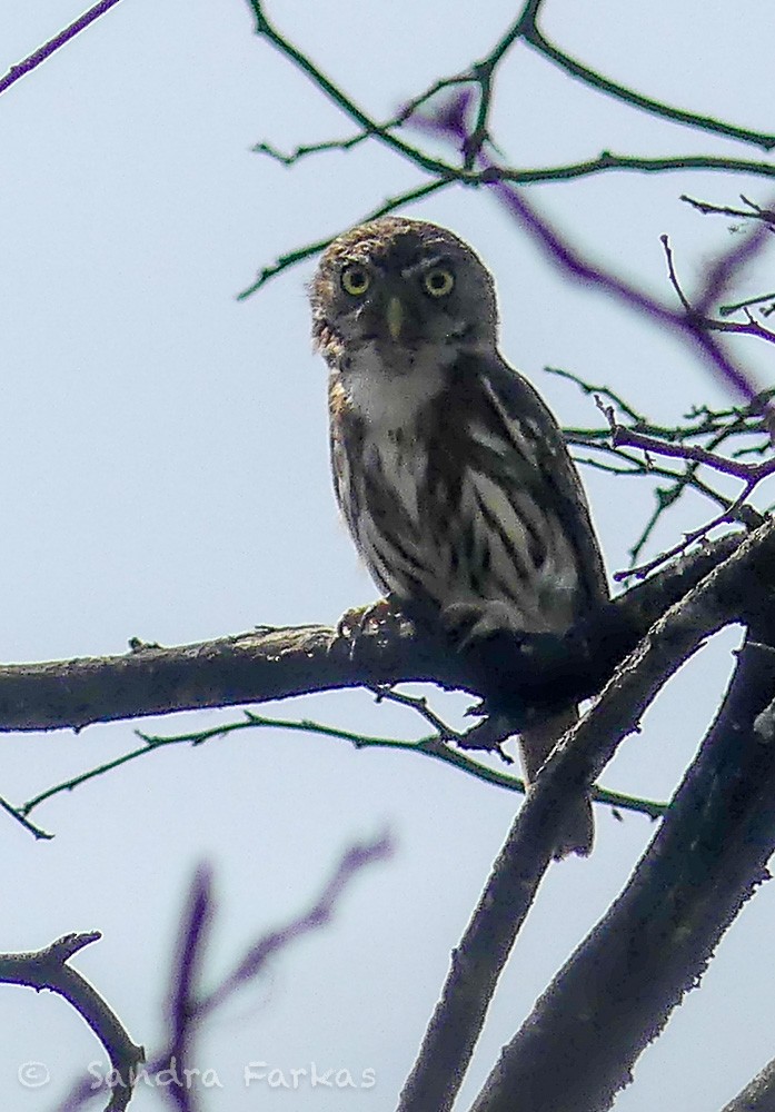 Peruvian Pygmy-Owl - ML619688526