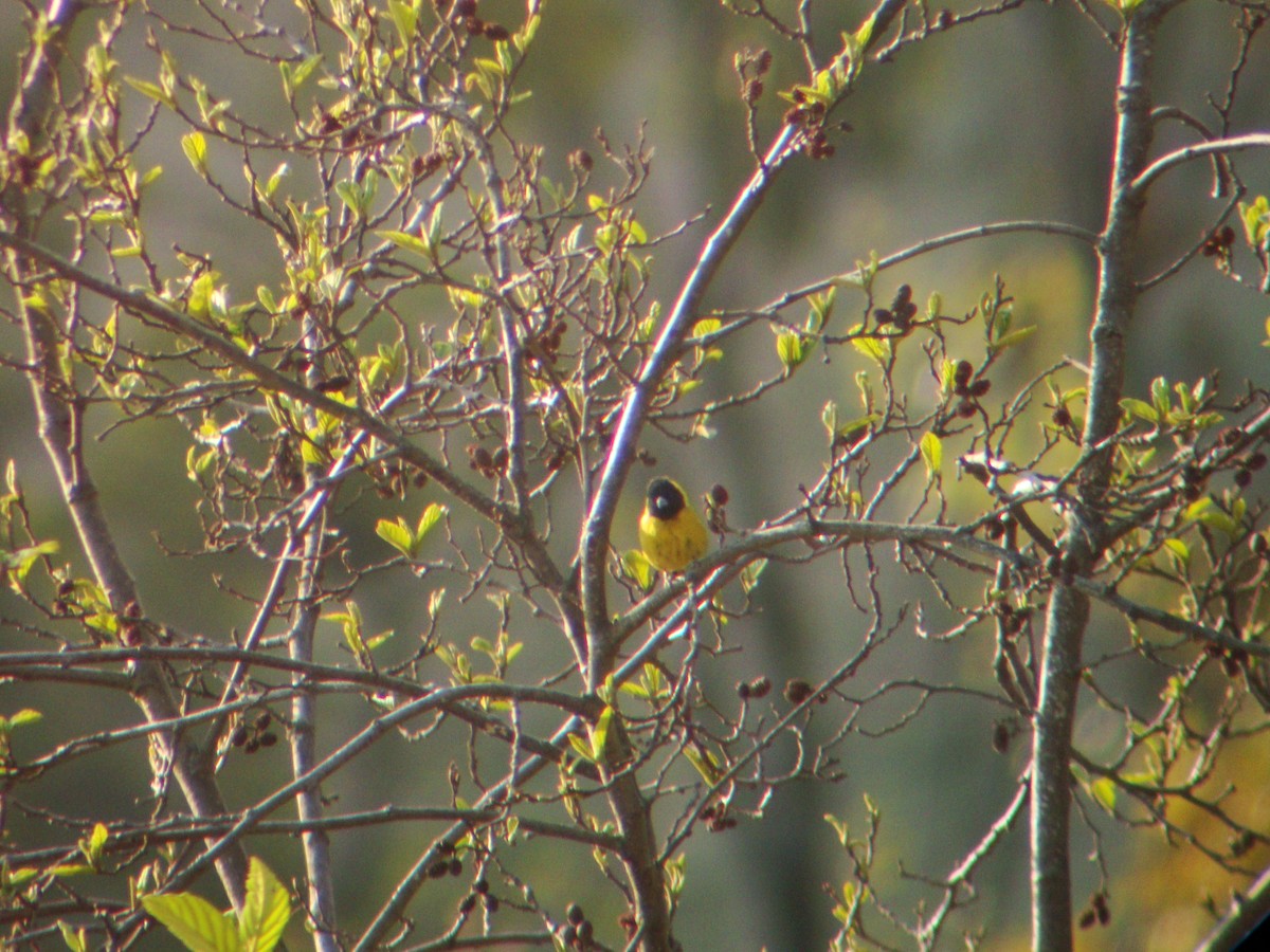 Black-headed Siskin - ML619688535