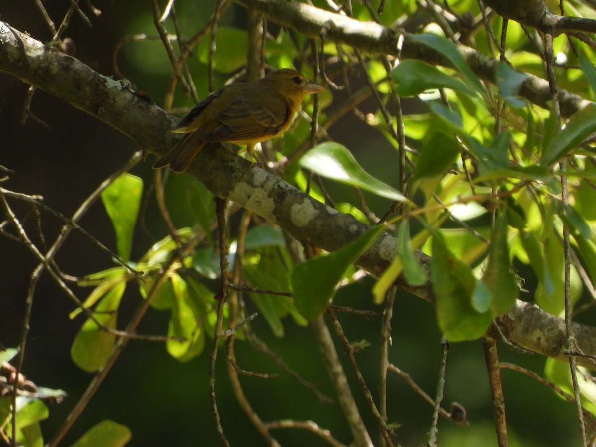 Summer Tanager - ML619688545