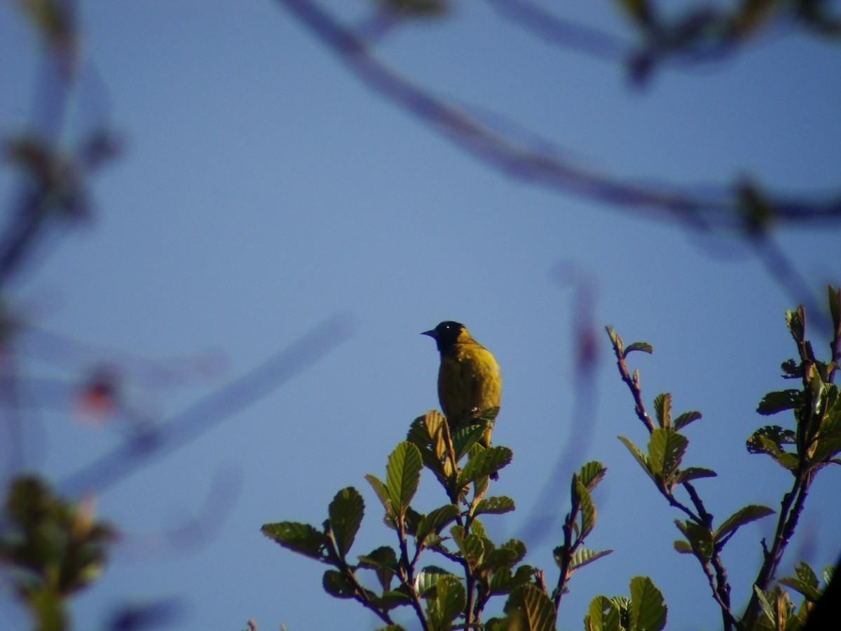 Black-headed Siskin - ML619688550