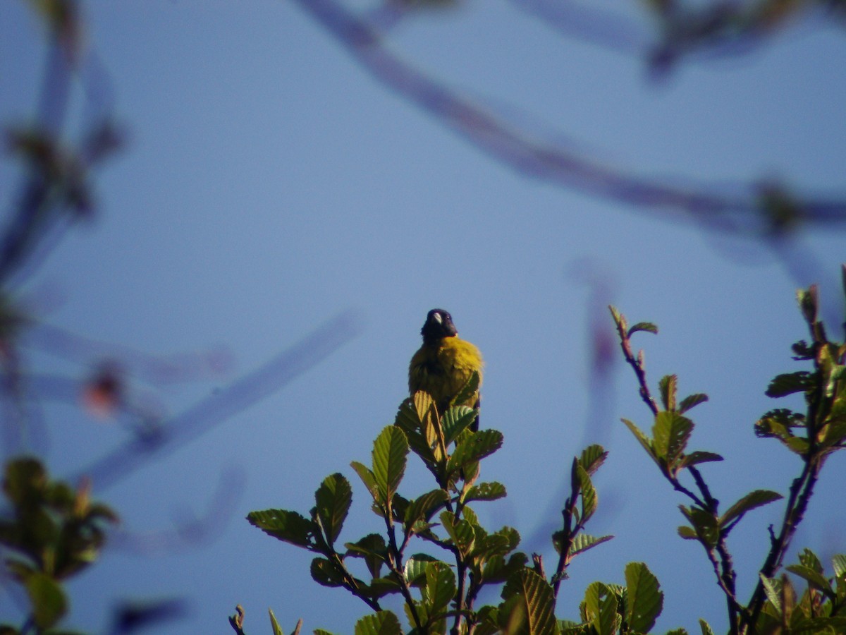 Black-headed Siskin - ML619688566