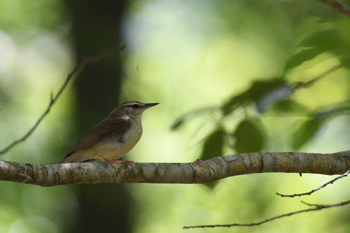 Swainson's Warbler - ML619688569