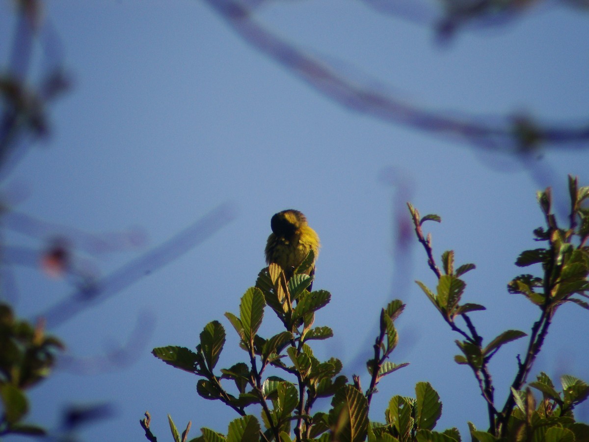 Black-headed Siskin - ML619688570