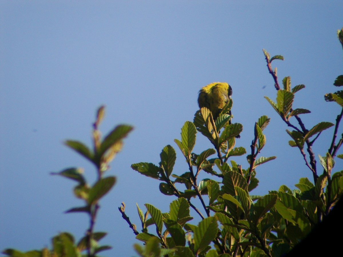 Black-headed Siskin - ML619688581