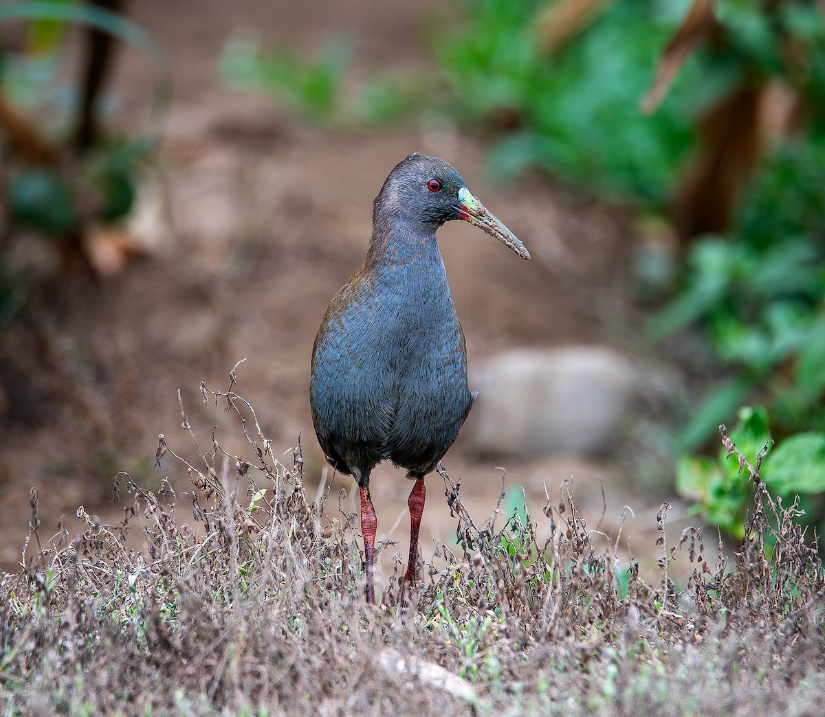 Plumbeous Rail - ML619688592