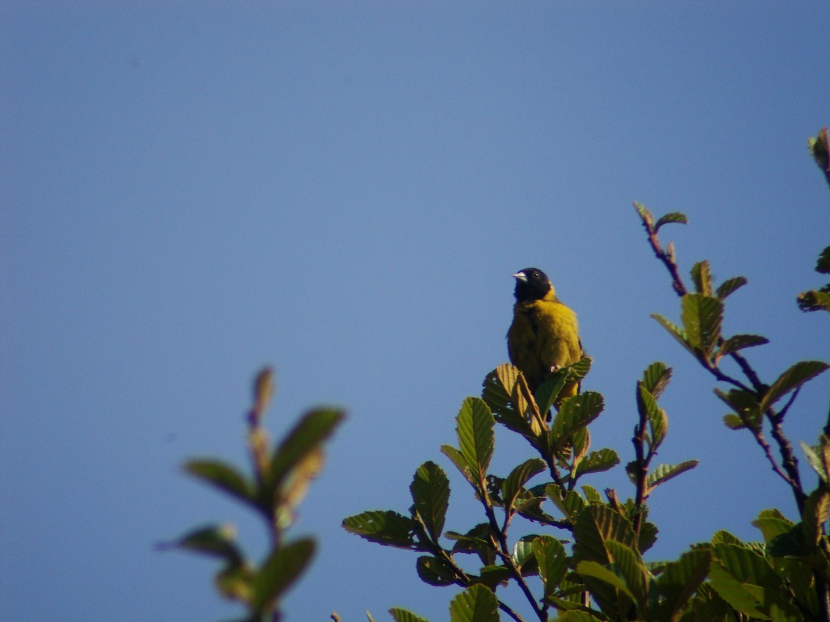 Black-headed Siskin - ML619688593