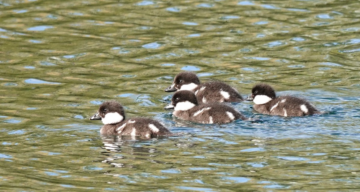 Common Goldeneye - ML619688615