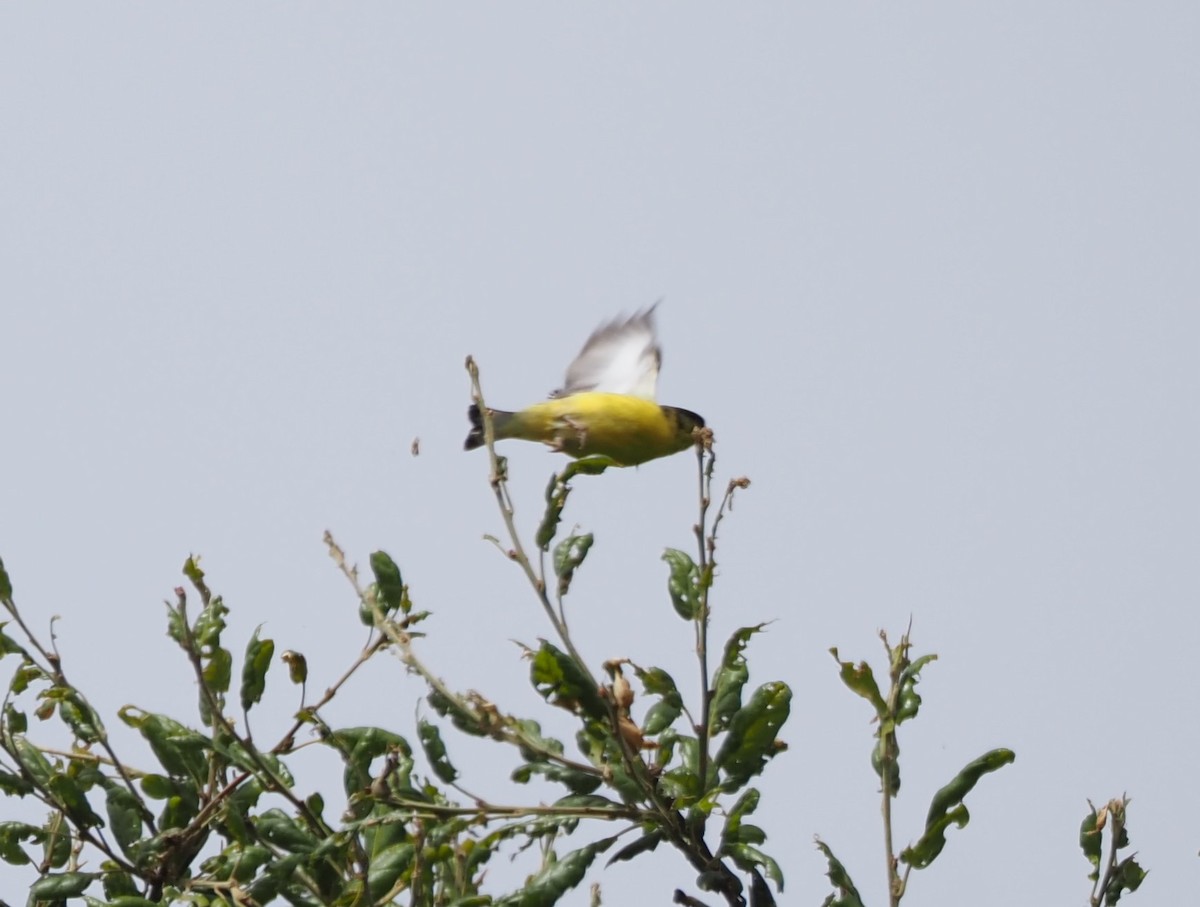 Lesser Goldfinch - Uma Sachdeva