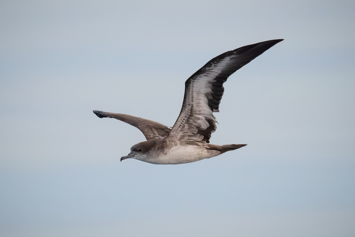 Wedge-tailed Shearwater - ML619688620