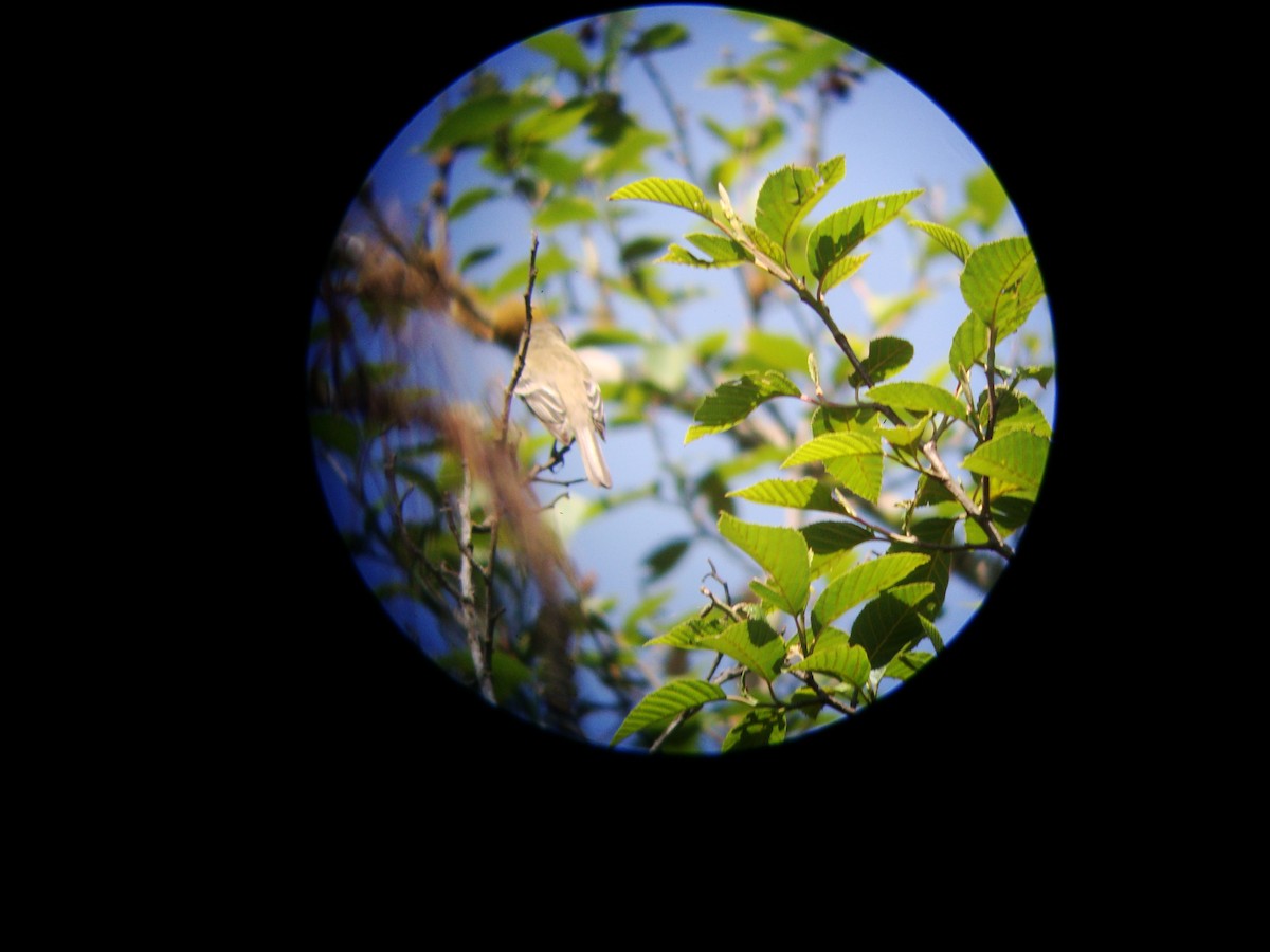 Mosquero sp. (Empidonax sp.) - ML619688622